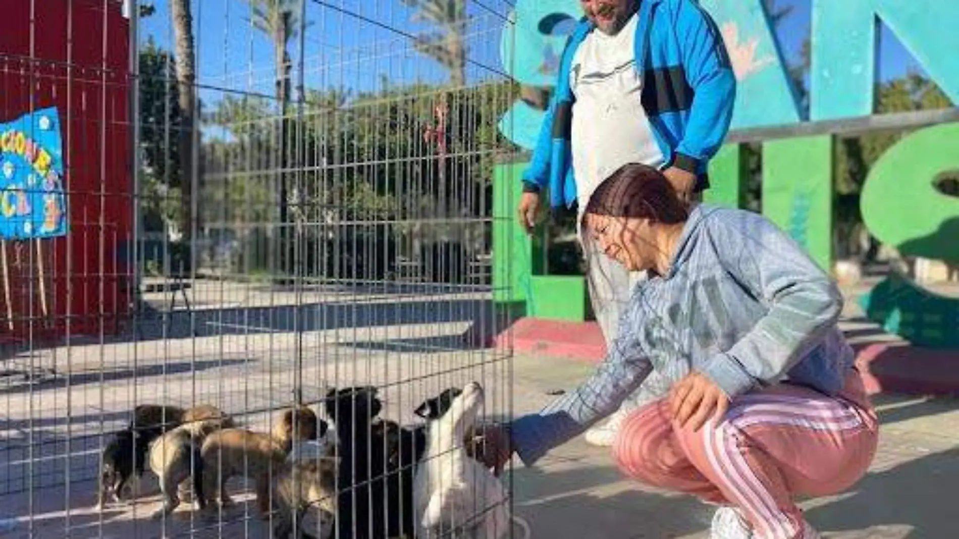 Las personas interesadas en adoptar a un perro o gato pueden solicitarlo en la jornada de adopción del próximo 28 de diciembre